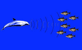 Dolphin Radar